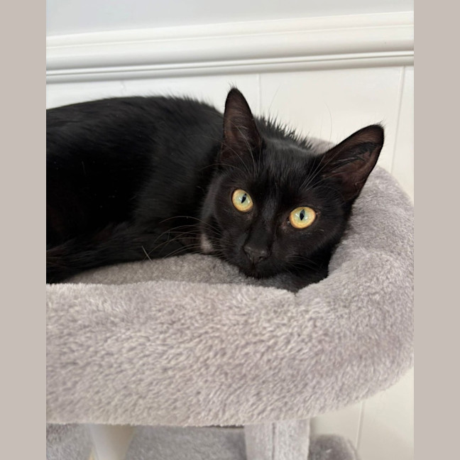 Photo of Black Betty