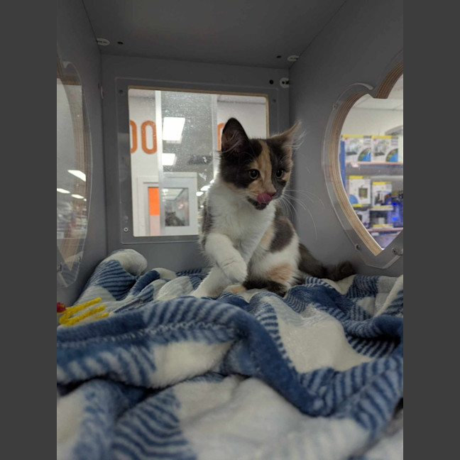 Photo of Betty Rubble 