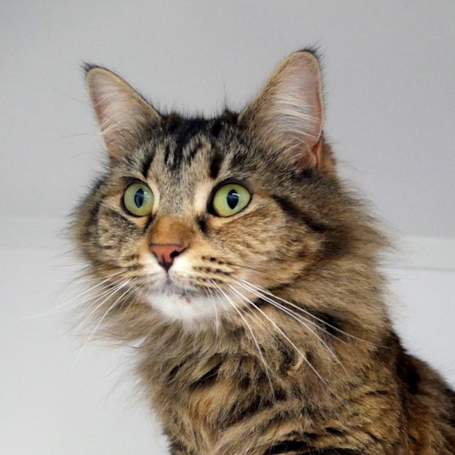 Photo of Sooty Rsua012894