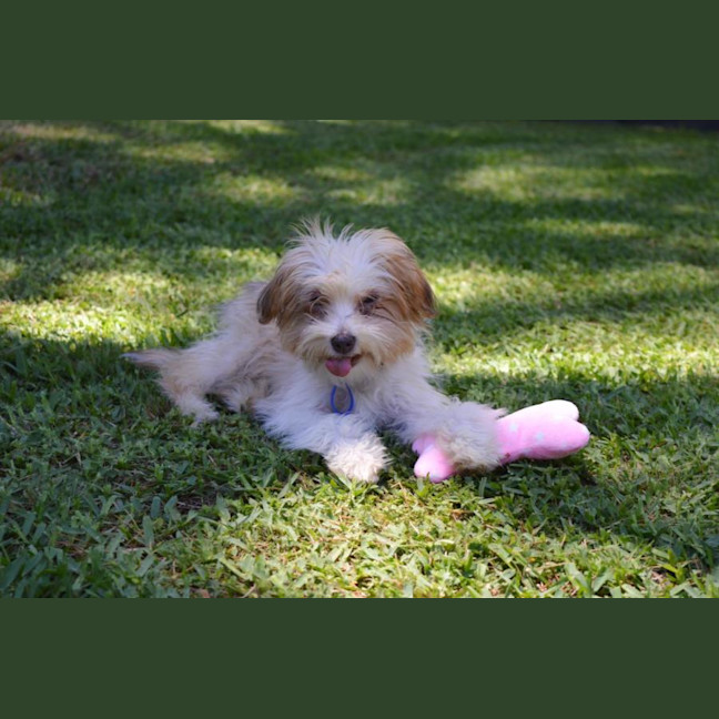 Photo of Barney   6 Month Old Yorkshire X Poodle