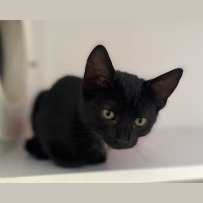 Photo of Mongi (0009)