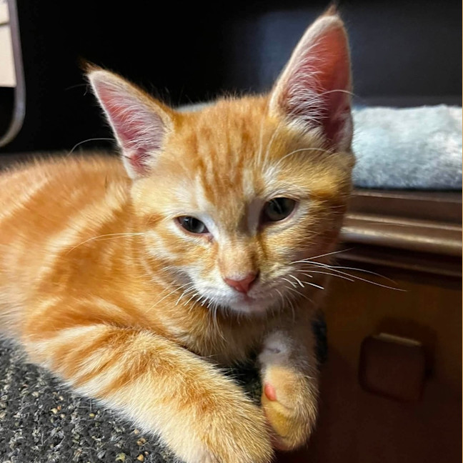 Photo of Cheezel