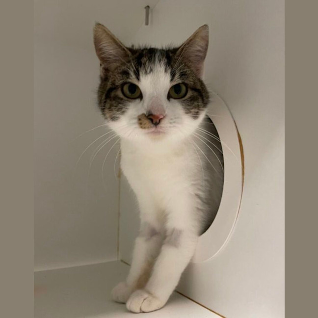 Photo of Sydney And Phoenix