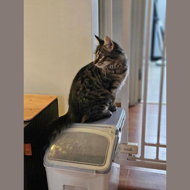 Photo of Luna (Was Cleo)
