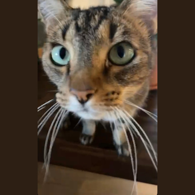 Photo of Oscar