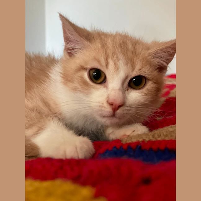 Photo of Harris**2nd Chance Cat Rescue**