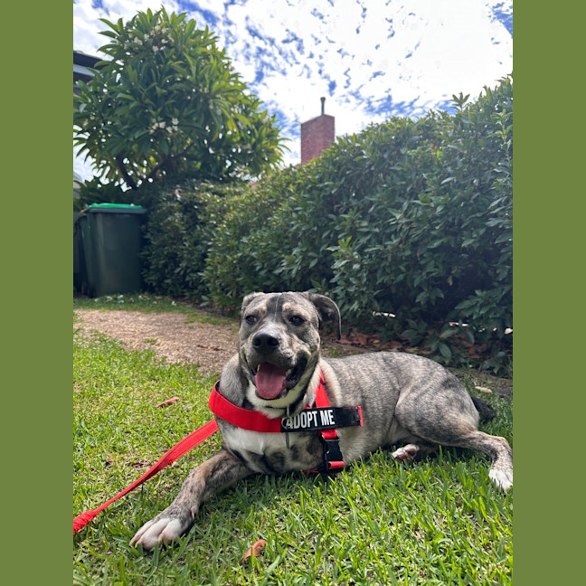 Photo of Pixel