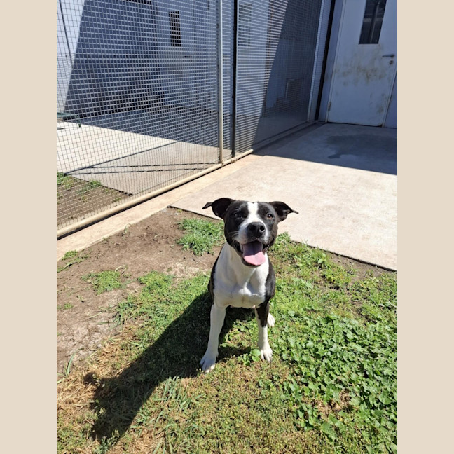 Photo of 121 Rhea