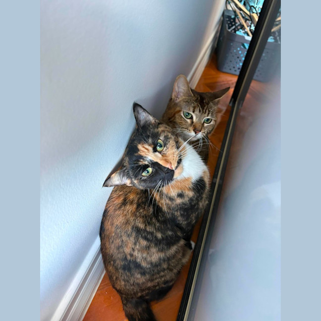 Photo of Luna
