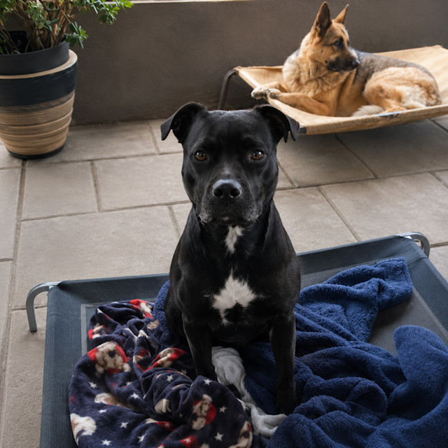 Photo of Nala