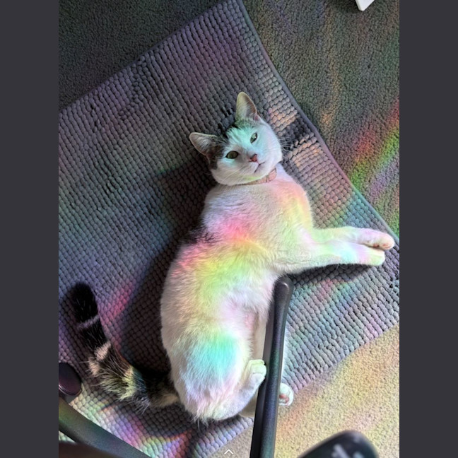 Photo of Tinkerbell 