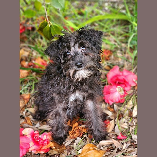 Photo of Bella