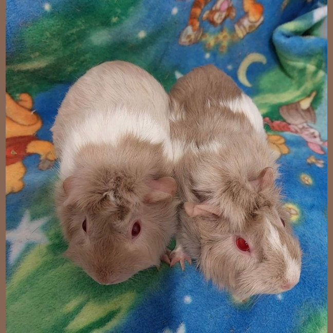 Photo of Magnolia & Violet