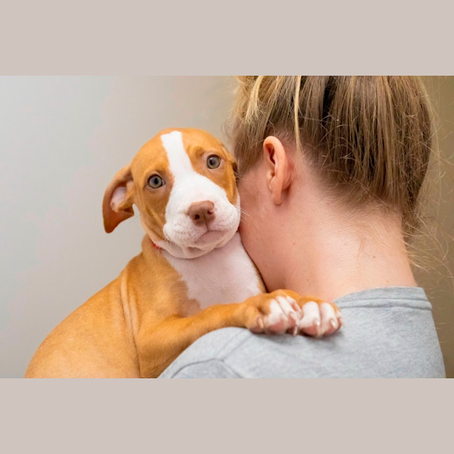 Photo of Maple   10 Week Old Staffy X (On Trial)