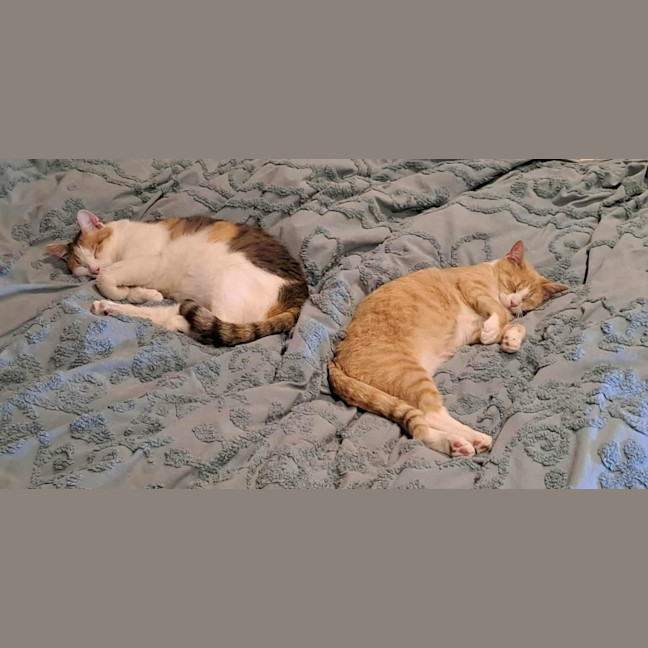 Photo of Dolly* 9 Lives Project Rescue*