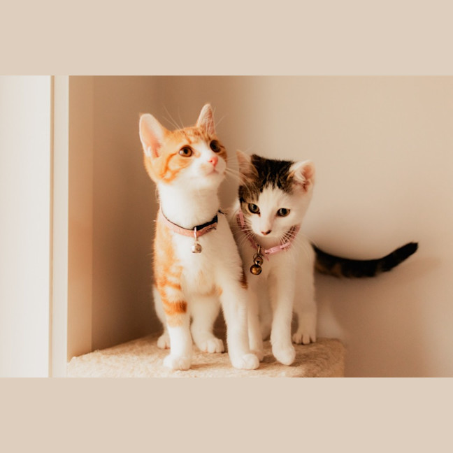 Photo of Phineas & Ferb