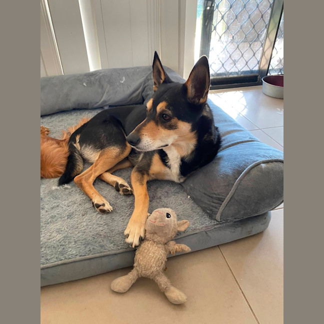 Photo of Beau *$350 Adoption Fee*