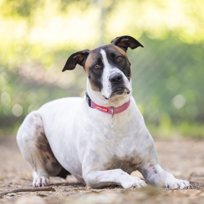 Photo of Bella