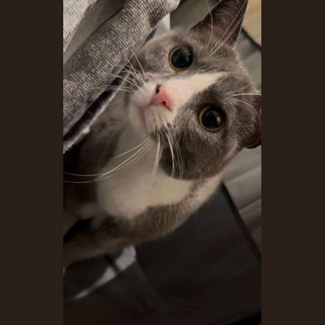 Photo of Dumpling