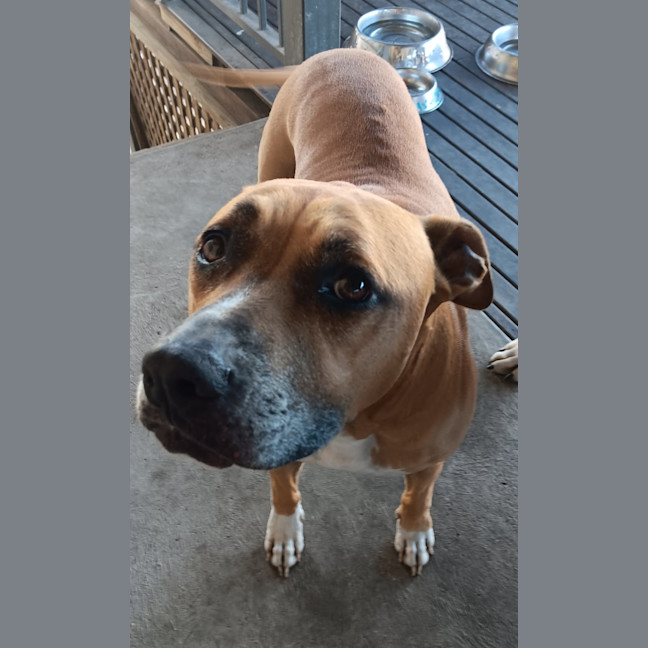 Photo of Sandy   7 Year Old Staffy X