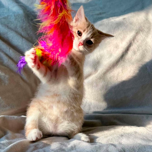 Photo of Madame Mandarine   In Foster Care In Bentleigh