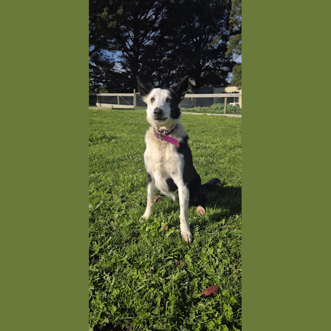 Photo of Louie
