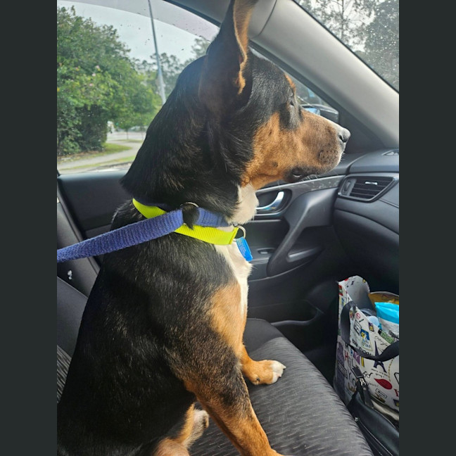 Photo of Rollo