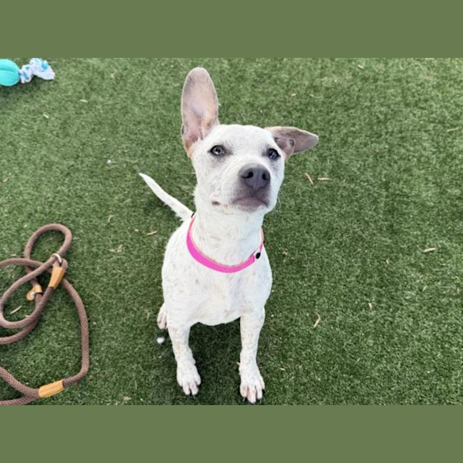 Photo of Neptune Imp 289