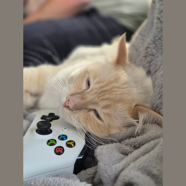 Photo of Chonk Norris