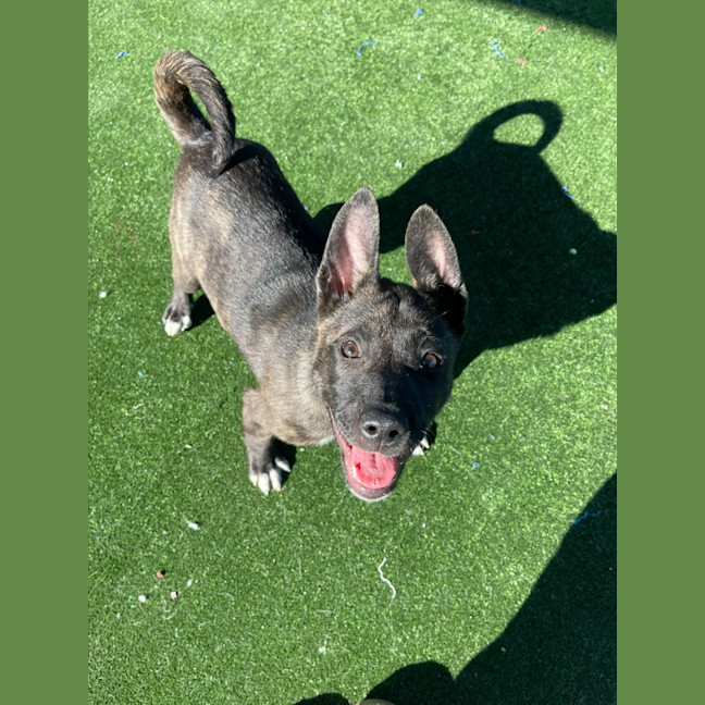 Photo of Shishka Imp 1696