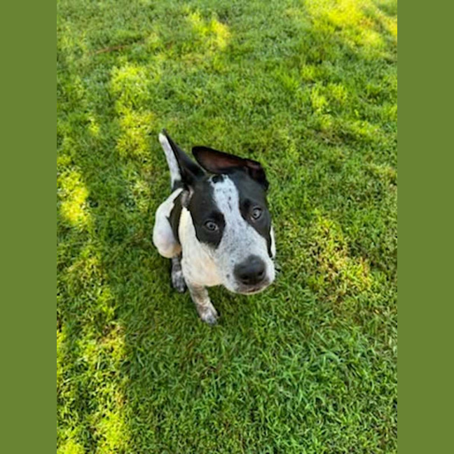 Photo of Diesel