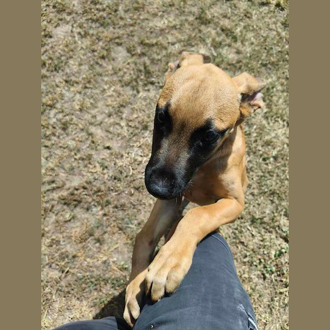 Photo of Scooby