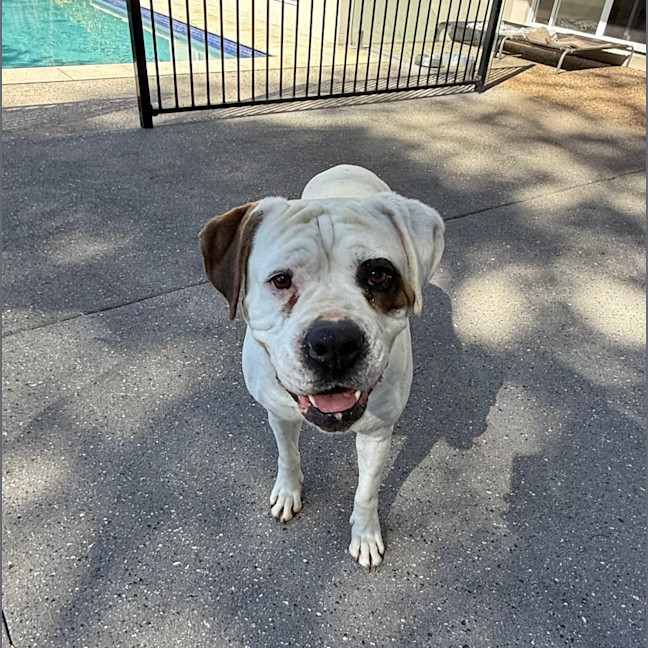 Photo of Sasha *$350 Adoption Fee*