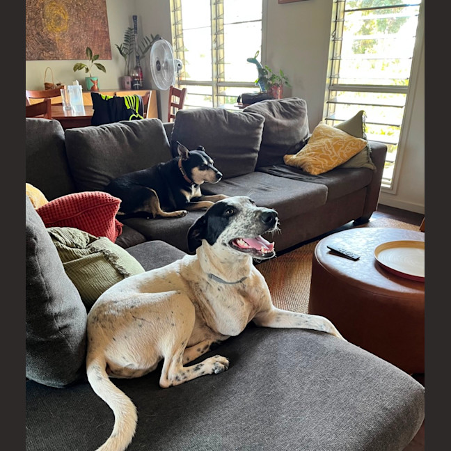 Photo of Spot