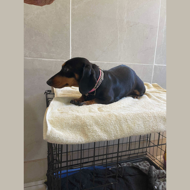 Photo of Betty And Dobbie