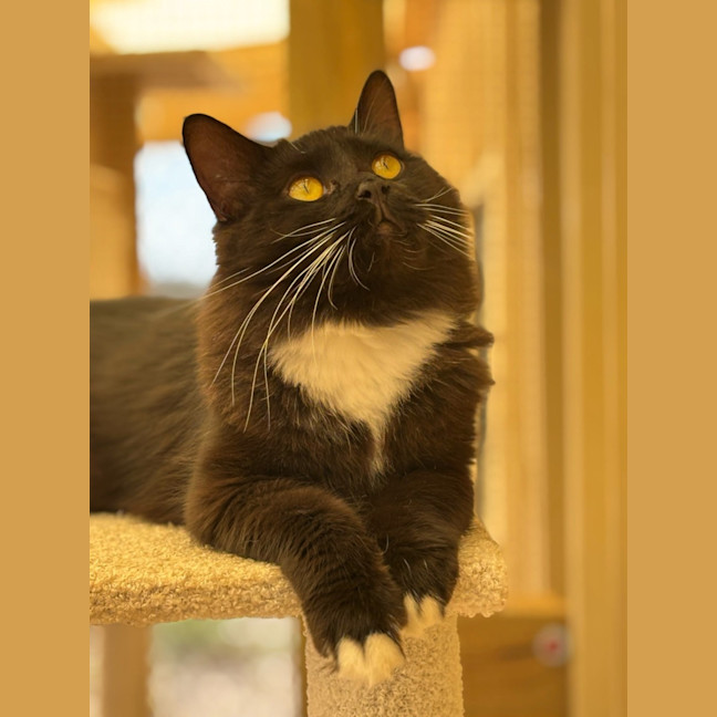 Photo of Mittens 