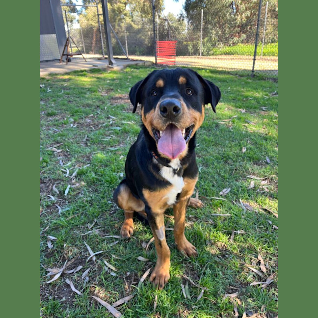Photo of Skip