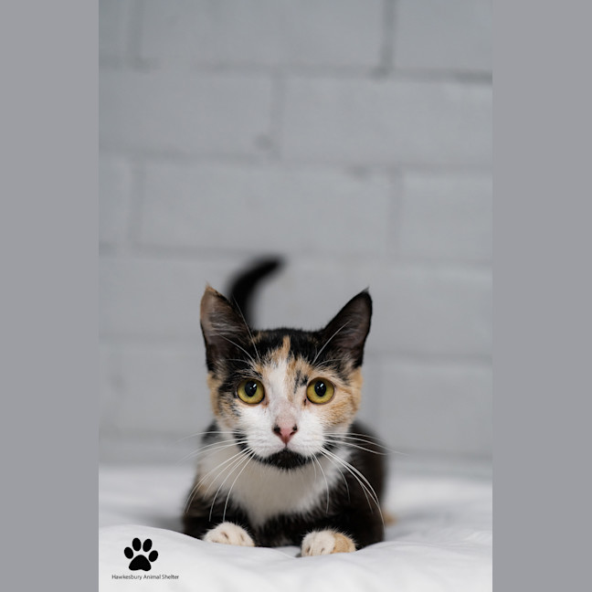 Photo of Sparkle