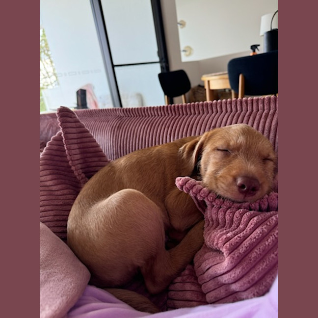 Photo of Toffee