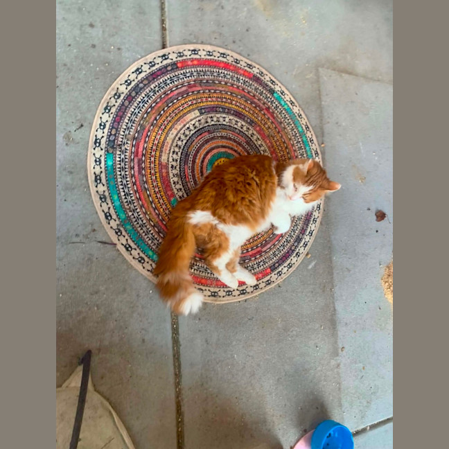 Photo of Buddy