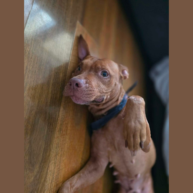 Photo of Shadow   7 Year Old Staffy X