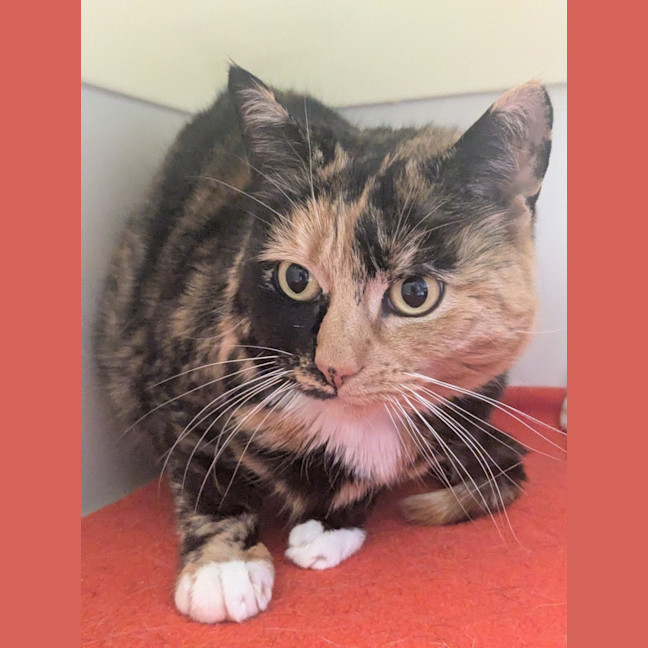 Photo of 🌖 Agatha 6518 🌖