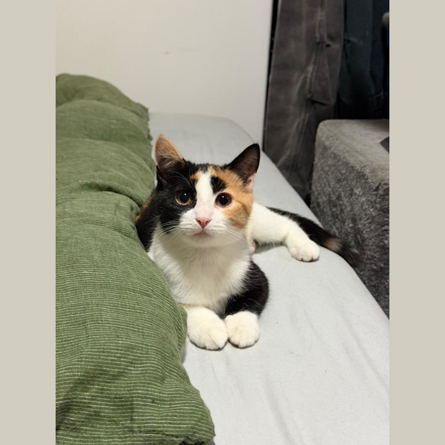 Photo of Poppy
