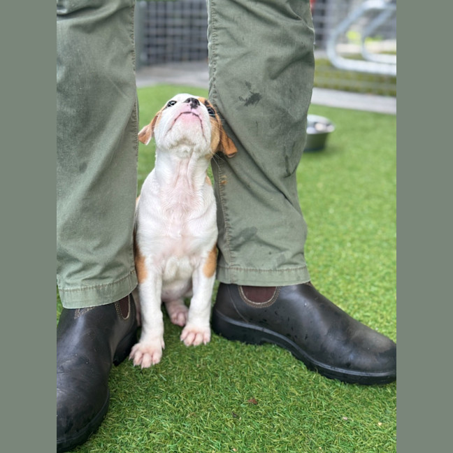 Photo of D1209 Millie