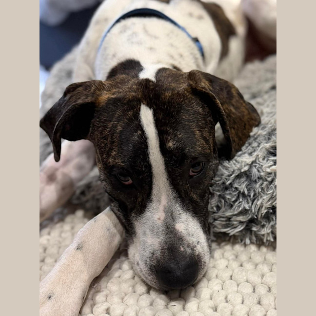 Photo of Scooby