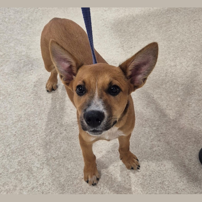 Photo of Cyrus (8911)