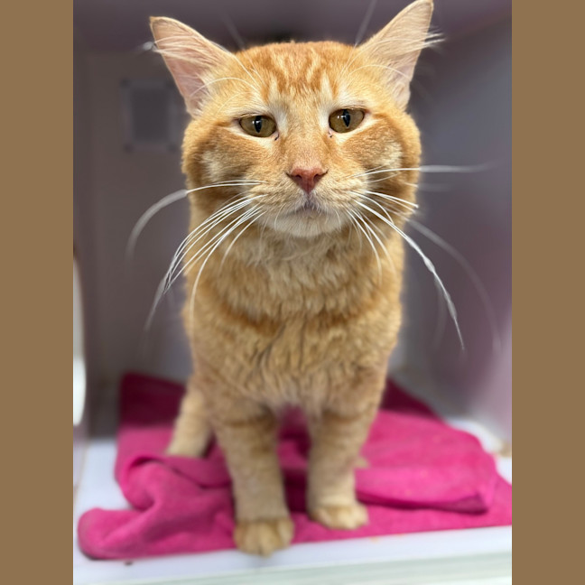 Photo of Garfield