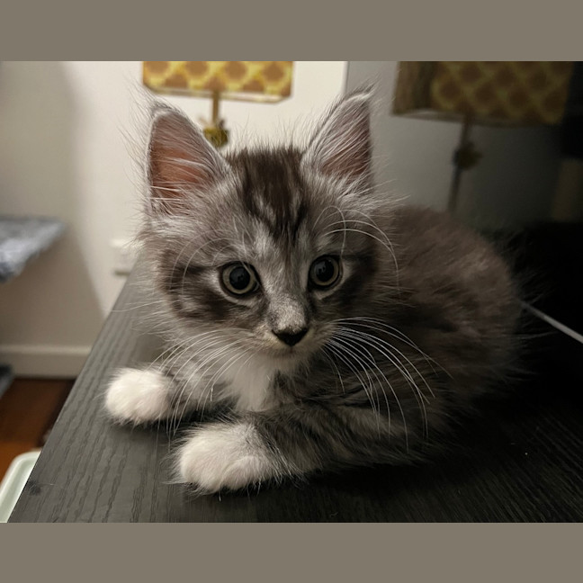 Photo of Sushi