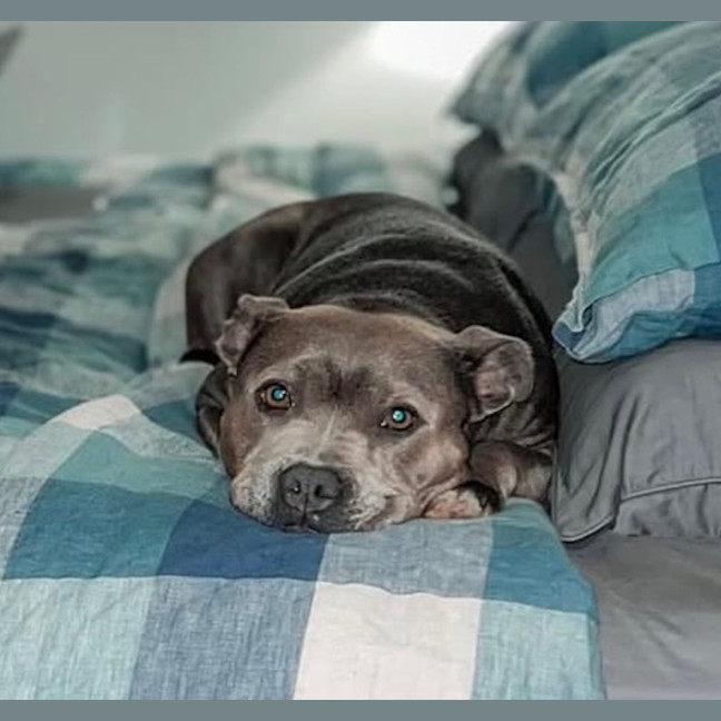 Photo of Luna