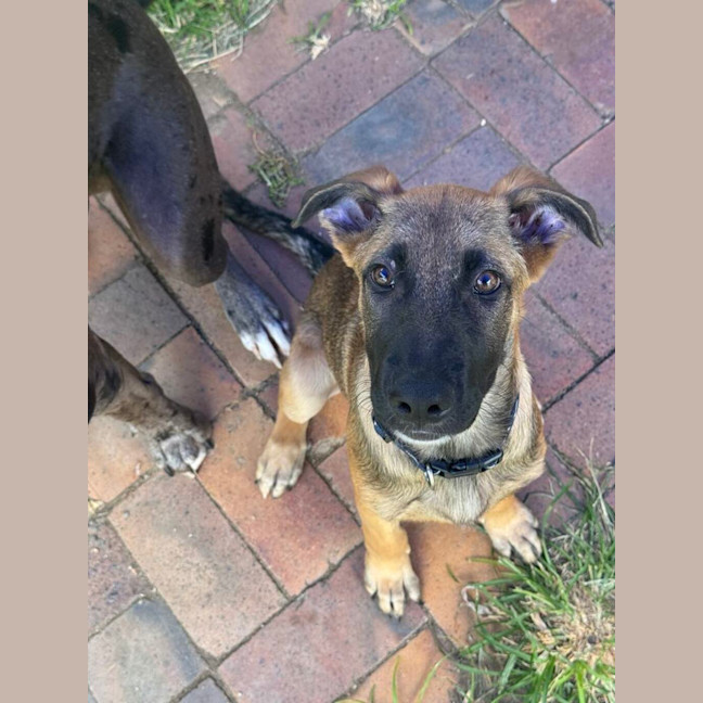 Photo of Maxi